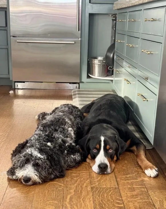 A baby medium-sized male Gray / Blue / Silver Bernedoodle dog named Enzo for adoption in Davis, CA
