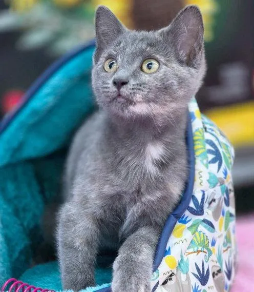 A baby medium-sized female Domestic Short Hair cat named Priya for adoption in Anaheim Hills, CA