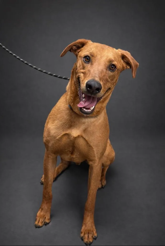A young medium-sized male Doberman Pinscher dog named Tatum for adoption in Rock Springs, WY