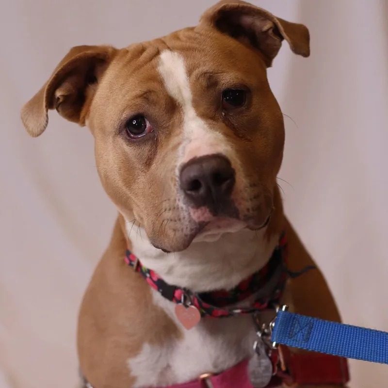 A young medium-sized female Yellow / Tan / Blond / Fawn Mixed Breed dog named Mango for adoption in Waukesha, WI