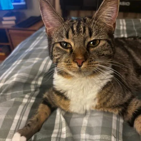 A young medium-sized female Brown / Chocolate Domestic Short Hair cat named Fudge for adoption in Wakefield, MA