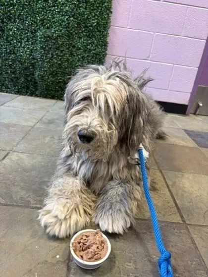 A young large-sized male White / Cream Old English Sheepdog dog named 61377112 for adoption in El Paso, TX