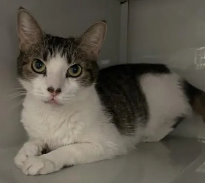An adult small-sized female Domestic Short Hair cat named Andromeda for adoption in Phoenix, AZ