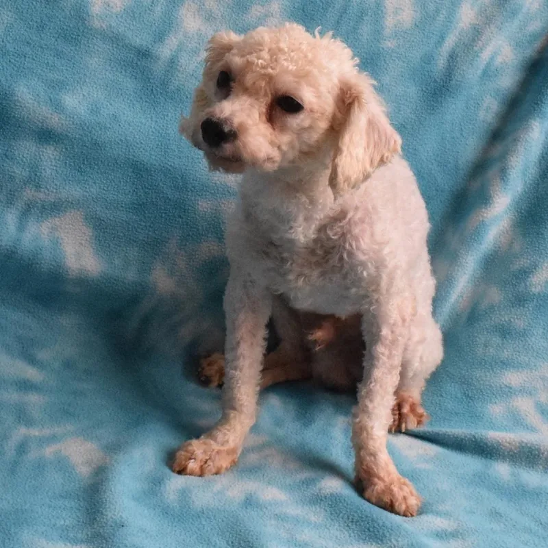Statler