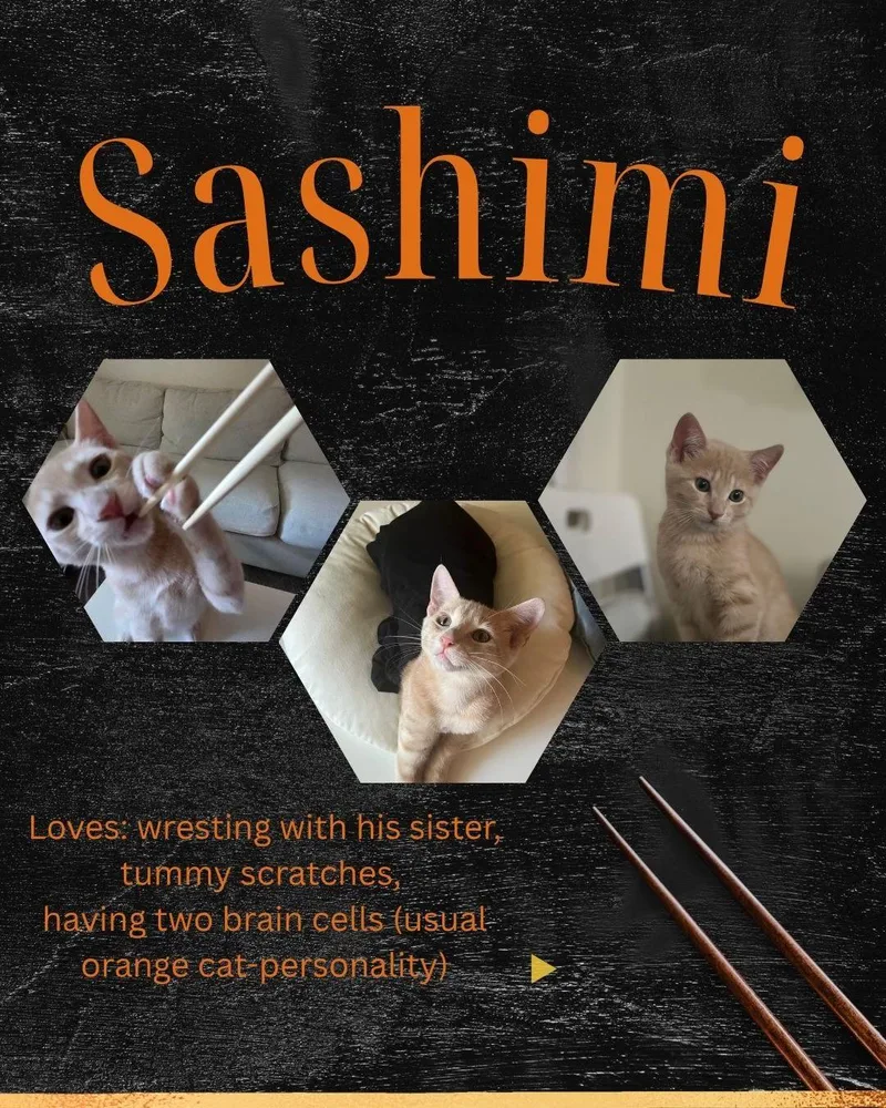 A baby medium-sized female Domestic Short Hair cat named Sashimi & Shoyu for adoption in Davis, CA