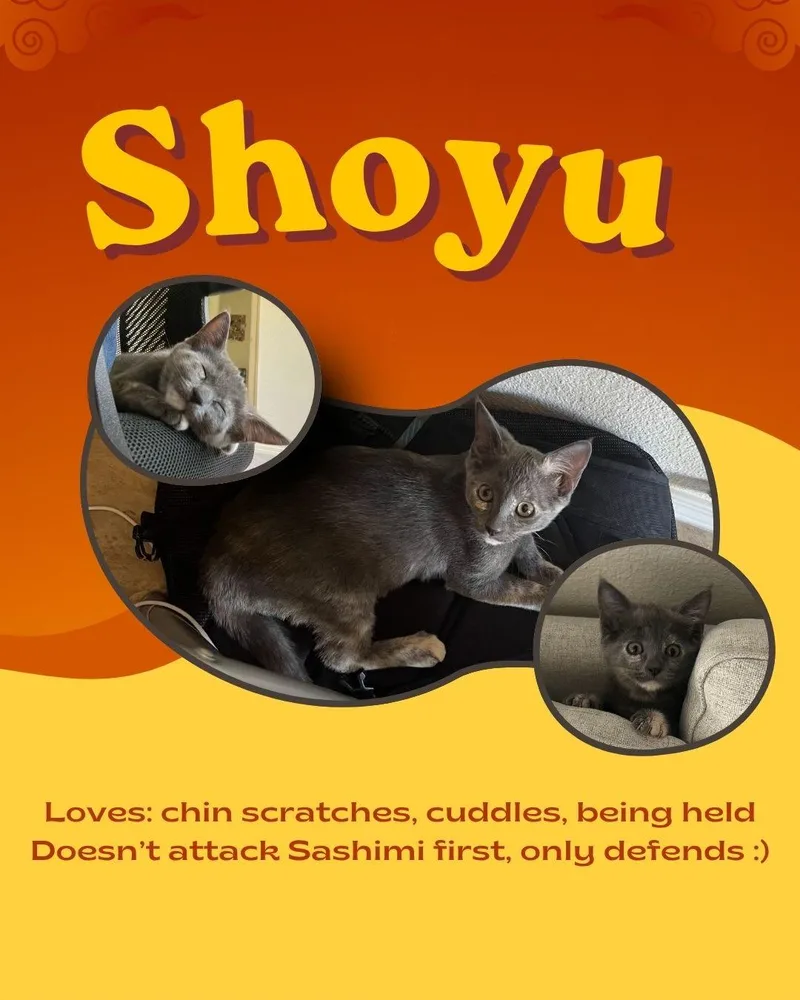 Sashimi & Shoyu thumbnail 2