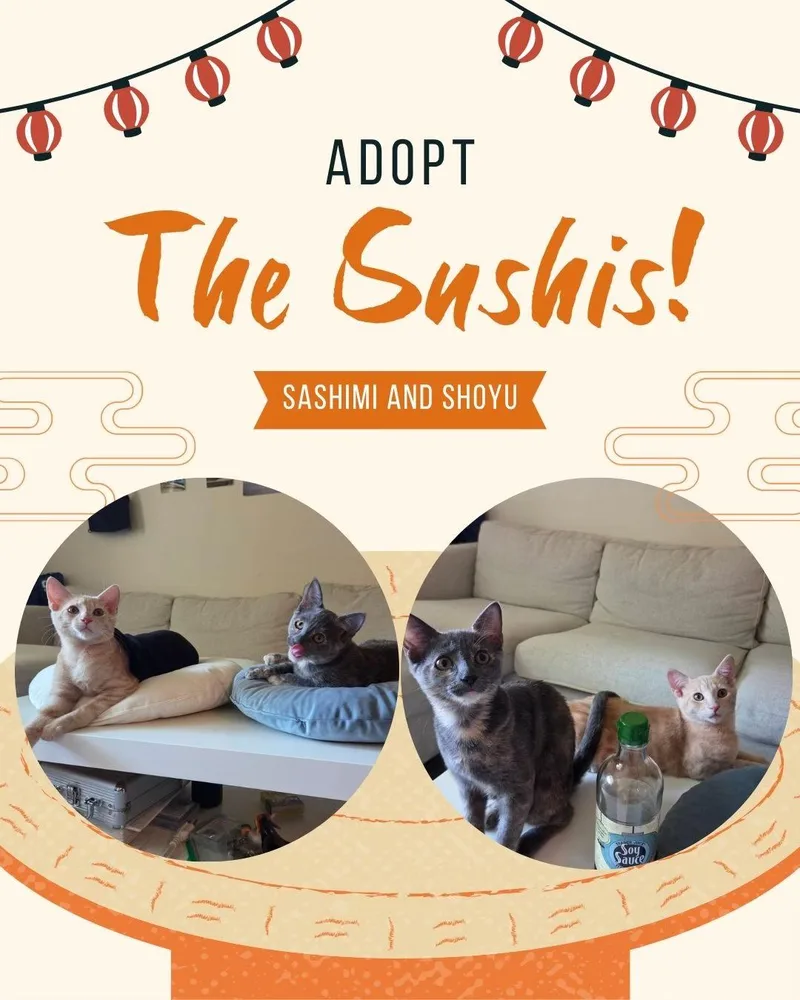 Sashimi & Shoyu thumbnail 3