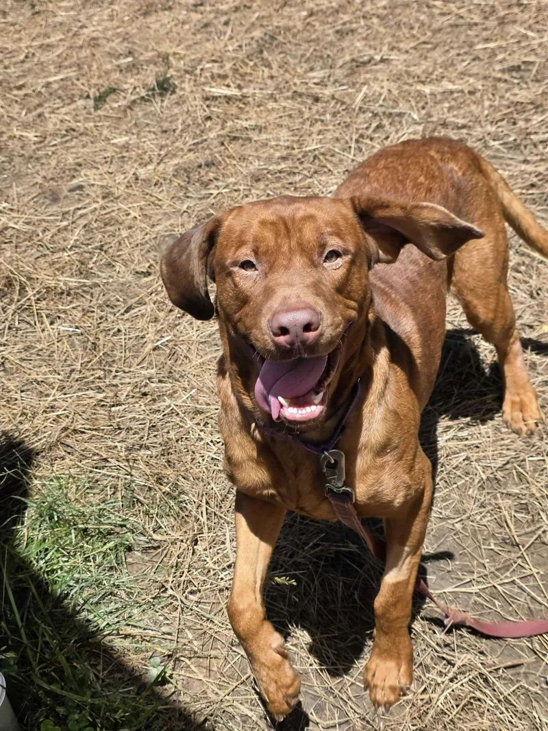An adult large-sized male Labrador Retriever dog named Benny Bug for adoption in Marshall, NC