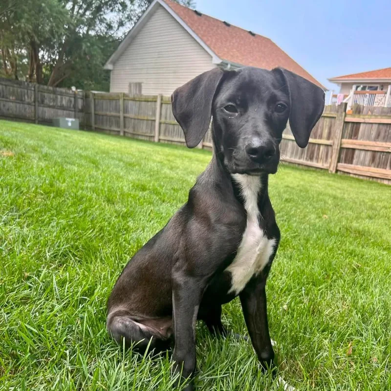 A young medium-sized female Black Hound dog named Chloe for adoption in Joliet, IL