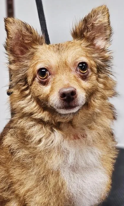 An adult small-sized male Chihuahua dog named Chip fka Dog for adoption in West Chester, PA