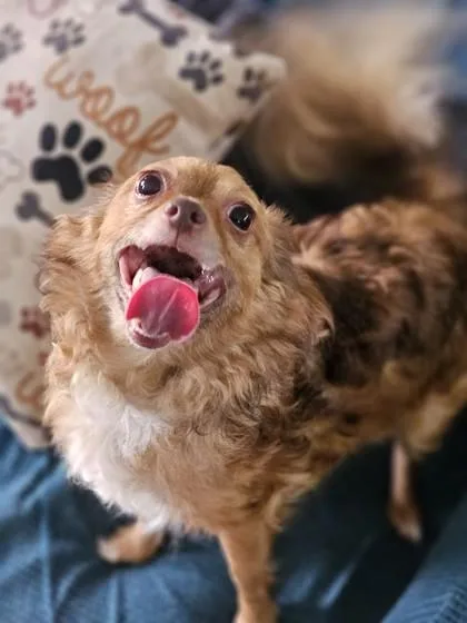 Chip fka Dog thumbnail 3