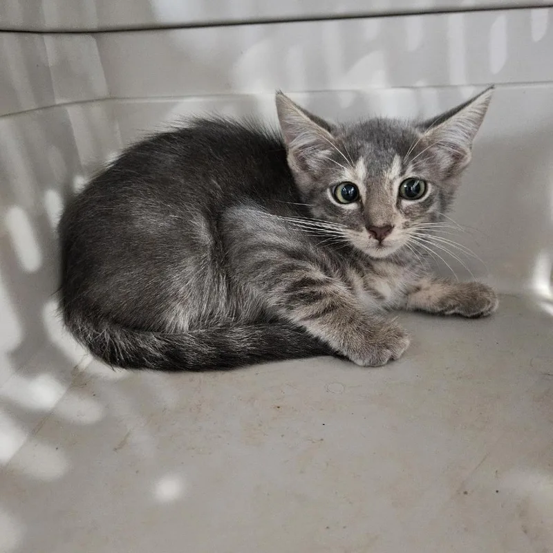 A baby small-sized female Gray / Blue / Silver Domestic Short Hair cat named Quest for adoption in Livingston, TX