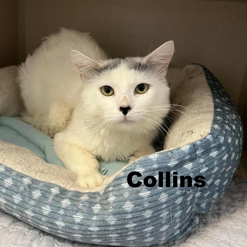 An adult medium-sized male Domestic Medium Hair cat named Collins for adoption in Escanaba, MI