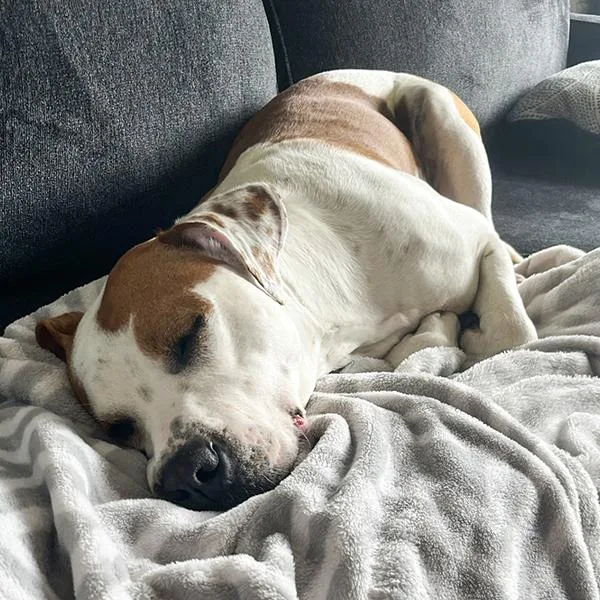An adult medium-sized female Terrier dog named Arbor for adoption in Des Moines, IA