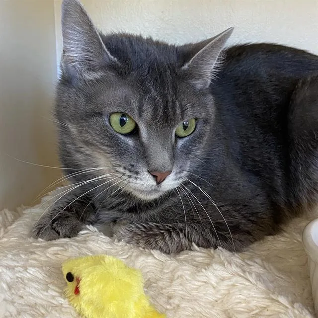 An adult small-sized female Domestic Long Hair cat named Shelly for adoption in Centerville, MA