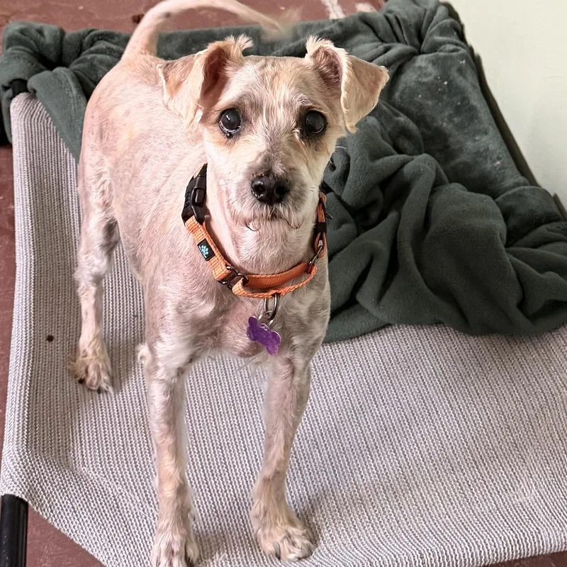 A senior small-sized male Poodle dog named Pretzel for adoption in Tucson, AZ