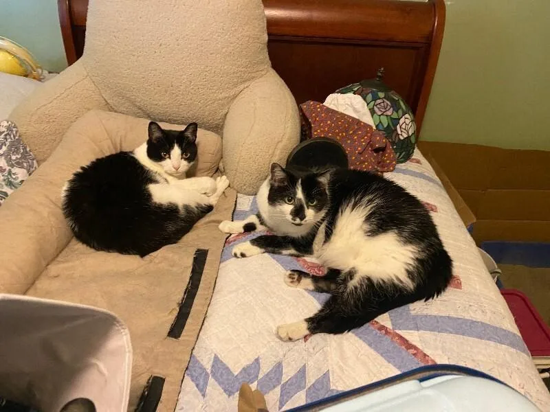 An adult large-sized female Black & White / Tuxedo Domestic Short Hair cat named Isabella for adoption in Cincinnati, OH