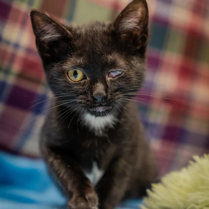 A baby medium-sized male Black Domestic Short Hair cat named Oneeyed Jack for adoption in Alexandria, IN