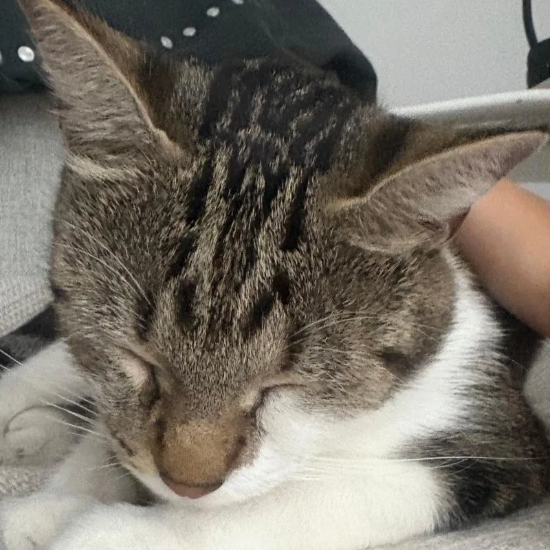 An adult small-sized female Brown / Chocolate Domestic Short Hair cat named Padme for adoption in Los Angeles, CA