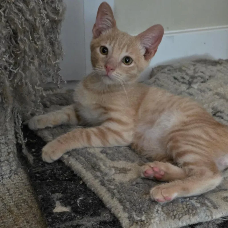 A baby small-sized male Orange / Red Domestic Short Hair cat named Ravioli for adoption in Long Beach, CA