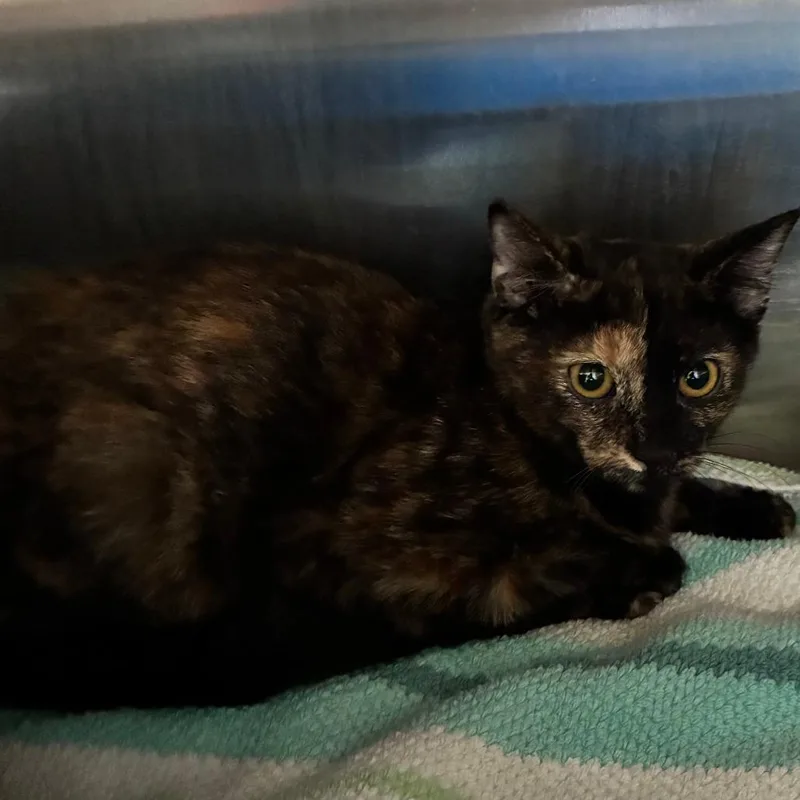 A baby small-sized female Tortoiseshell Domestic Short Hair cat named Lil for adoption in Columbia Station, OH