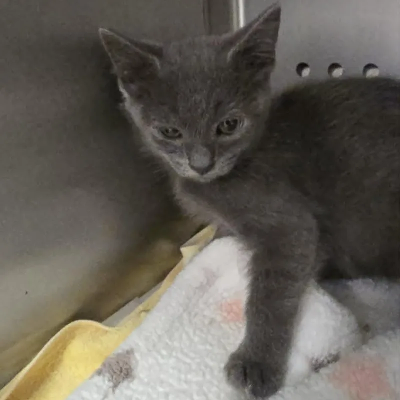 A baby medium-sized male Gray / Blue / Silver Domestic Short Hair cat named Locke for adoption in Orange, VA