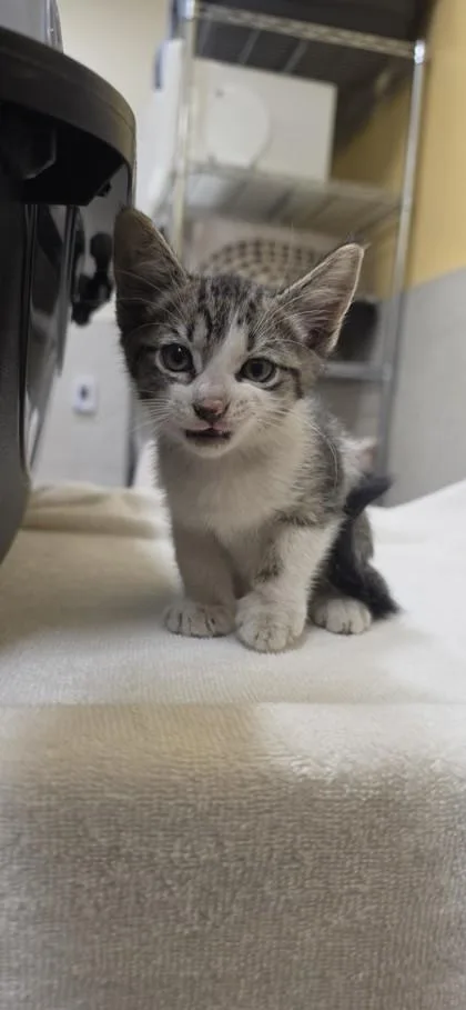 A baby small-sized male Domestic Short Hair cat named Grant for adoption in Honolulu, HI