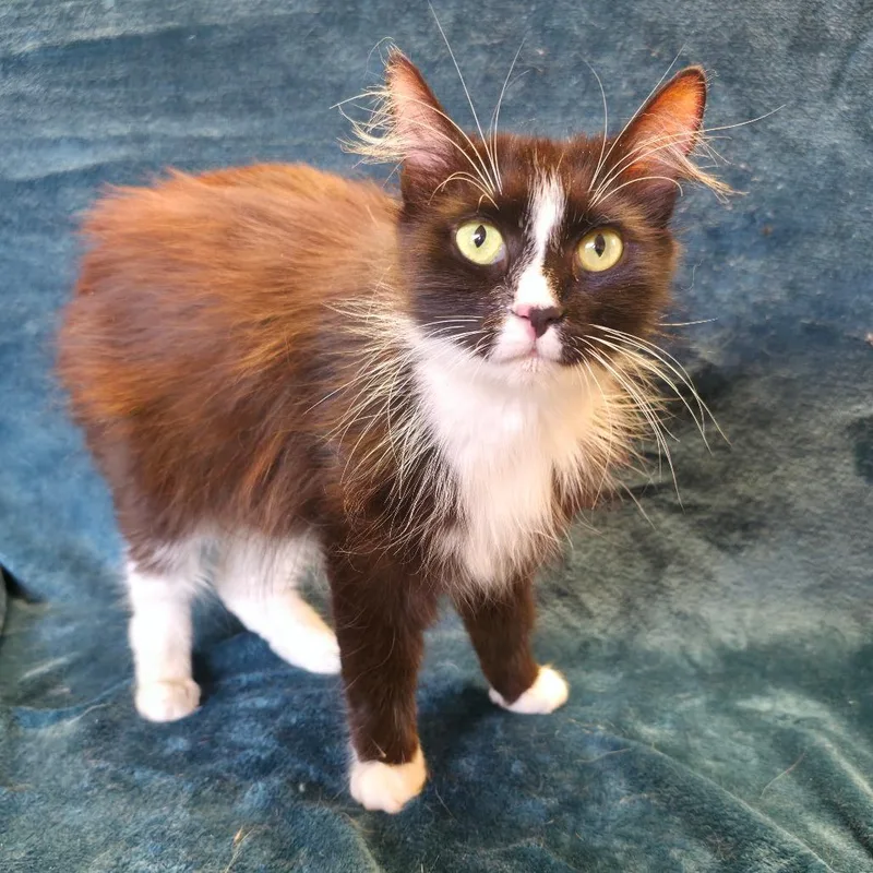 An adult medium-sized female Black American Bobtail cat named Mama Pixie for adoption in Mount Juliet, TN