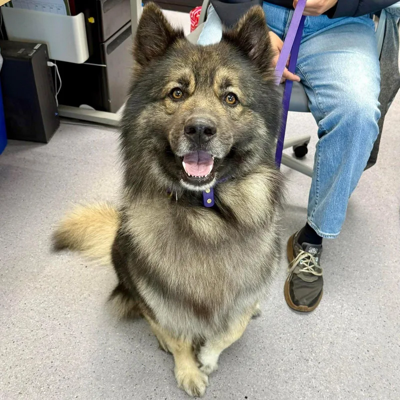 An adult large-sized male Keeshond dog named Hops for adoption in Oakland, CA