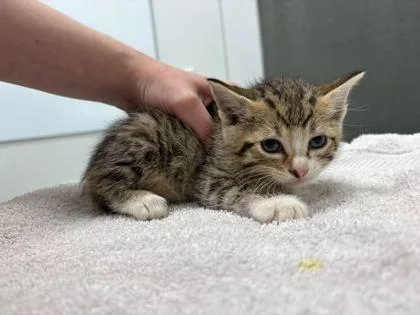 A baby small-sized male Brown / Chocolate Domestic Short Hair cat named Do for adoption in Kansas City, MO