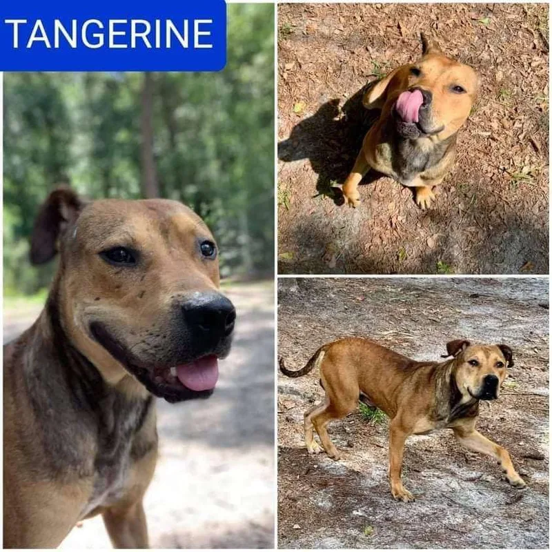 Tangerine