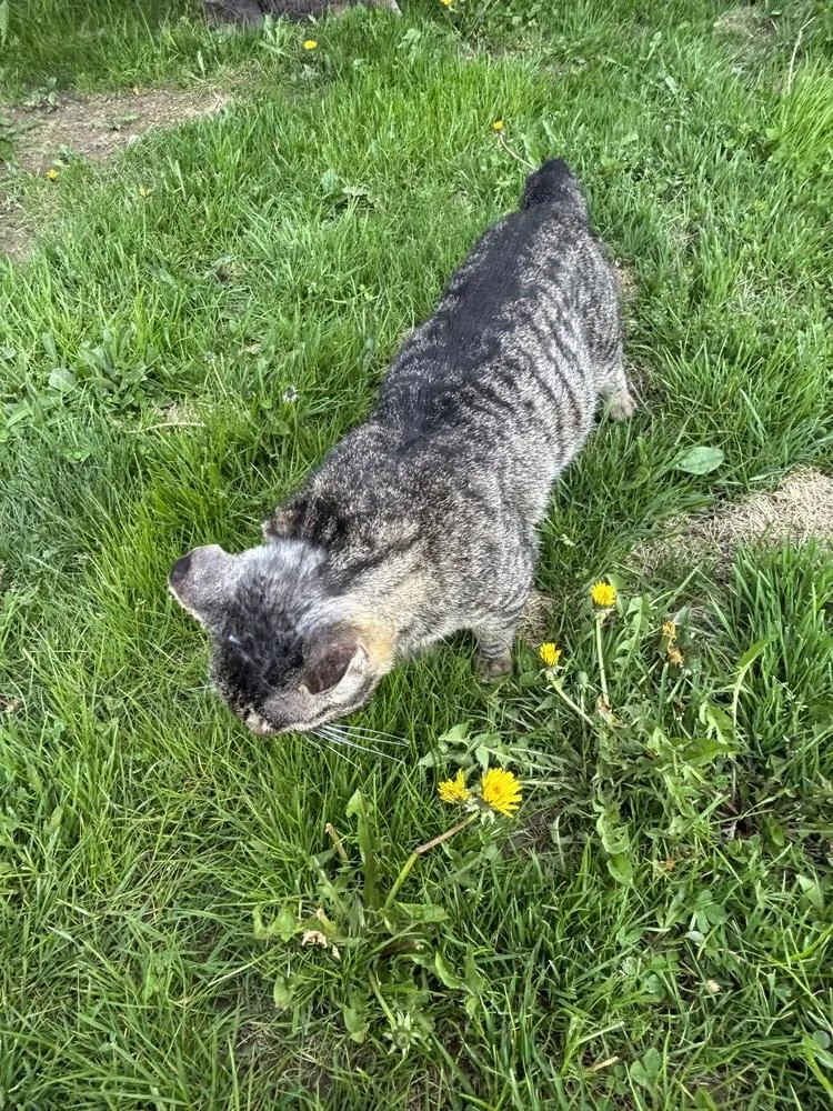 An adult medium-sized male Brown / Chocolate Domestic Short Hair cat named Boris for adoption in New Woodstock, NY