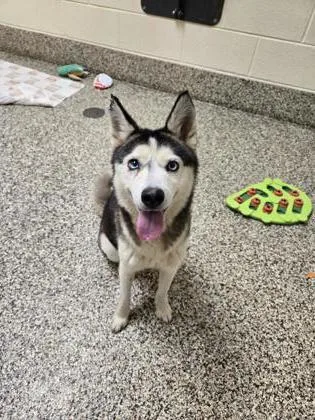 An adult medium-sized female Siberian Husky dog named Ocean for adoption in Westland, MI