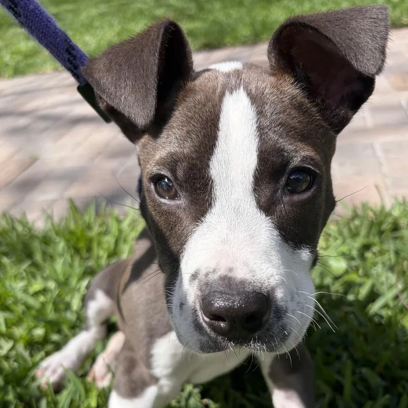 Sterling thumbnail 2