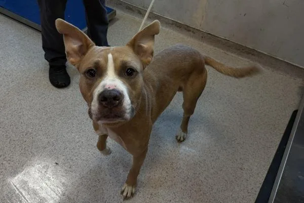 An adult medium-sized male Mixed Breed dog named Spike for adoption in New York, NY