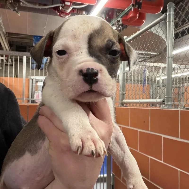 Chandler ~ Coming Soon!!!