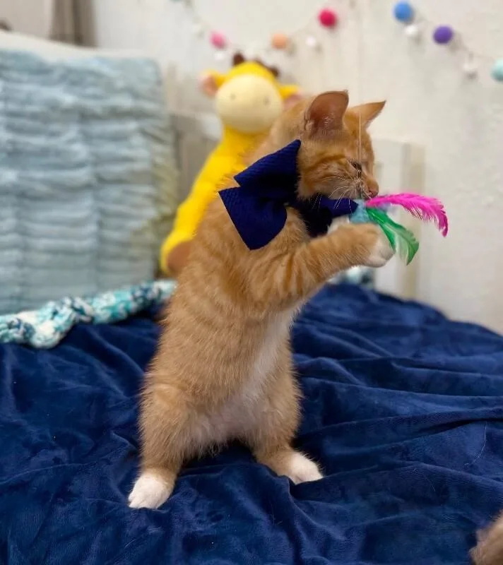 Loo Meowsers
