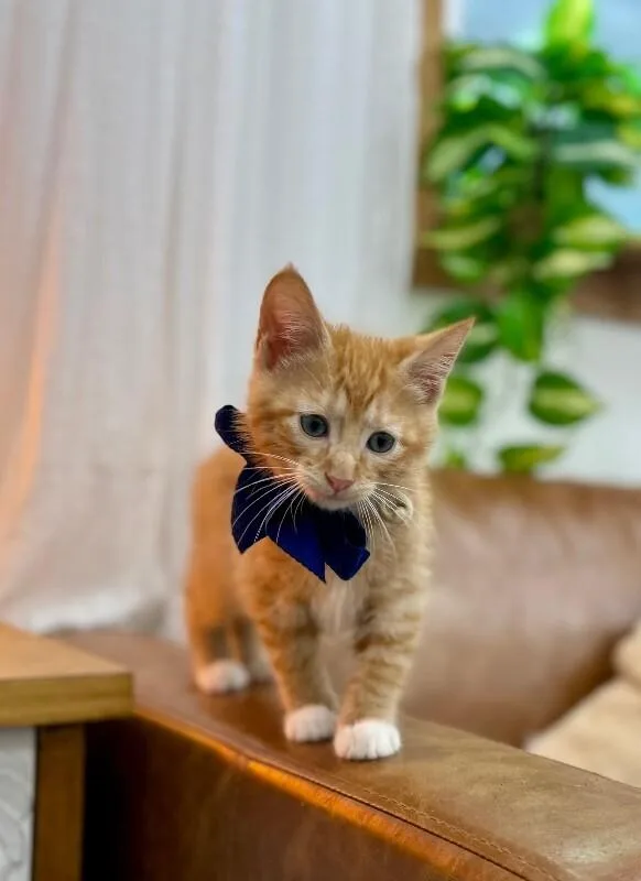 Loo Meowsers thumbnail 3