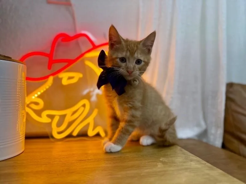 Loo Meowsers thumbnail 4