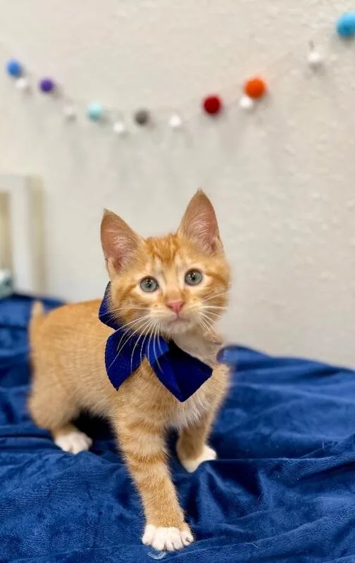 Loo Meowsers thumbnail 5