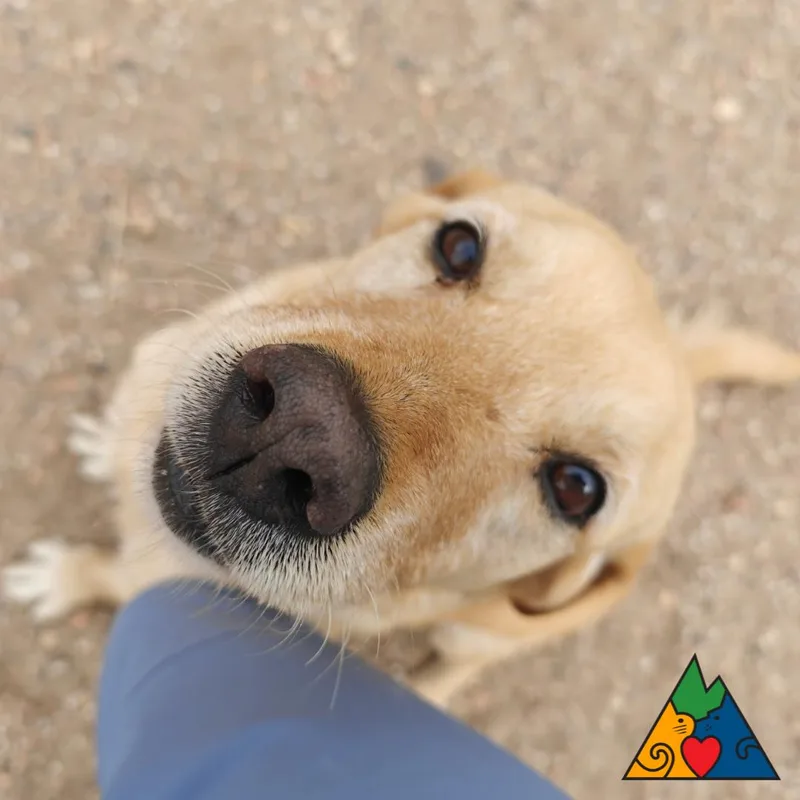 An adult large-sized female Golden Yellow Labrador Retriever dog named Goldy for adoption in Douglas, WY