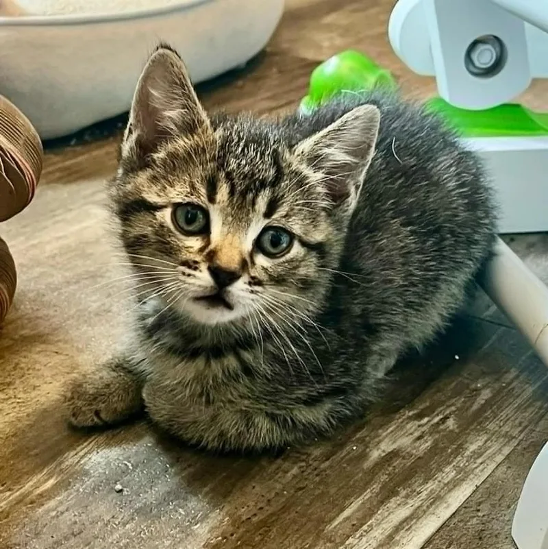A baby small-sized male Domestic Short Hair cat named Buzz for adoption in Urbandale, IA