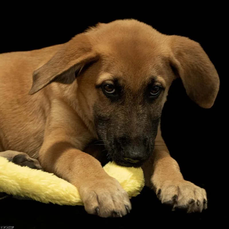 A baby medium-sized male Yellow / Tan / Blond / Fawn German Shepherd Dog dog named Gunner for adoption in BONIFAY, FL