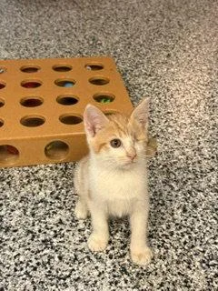A baby small-sized male Orange / Red Domestic Short Hair cat named Jack Sparrow for adoption in Newport, KY