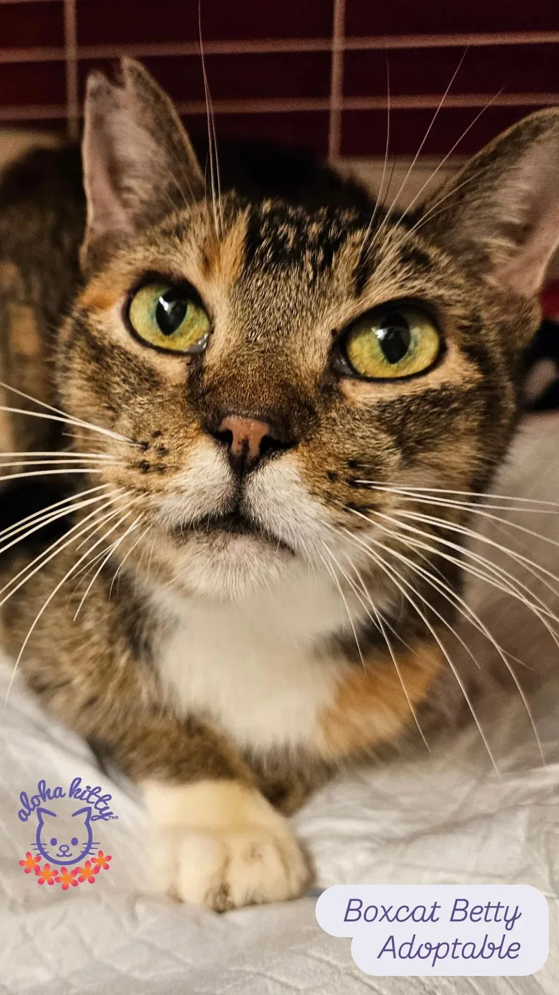 Boxcat Betty
