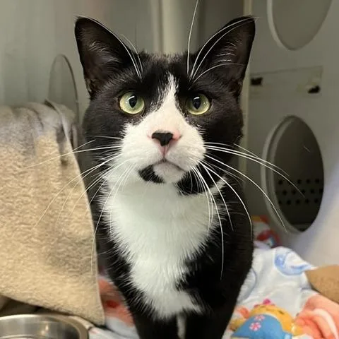 A young medium-sized male Black Domestic Short Hair cat named Tyler for adoption in Baltimore, MD