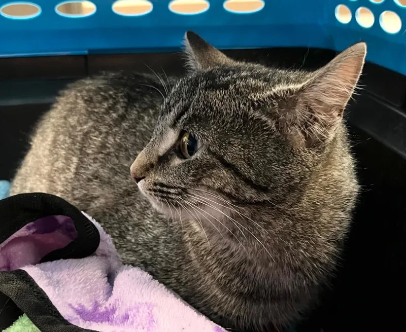 A baby medium-sized female Domestic Short Hair cat named Fendi for adoption in Burnsville, NC