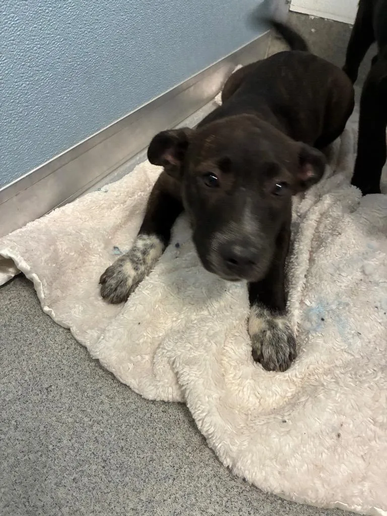 A baby medium-sized female Labrador Retriever dog named Ladybird for adoption in Bloomington, IN