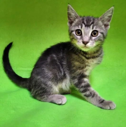 A baby small-sized female Domestic Short Hair cat named Grace for adoption in Los Angeles, CA