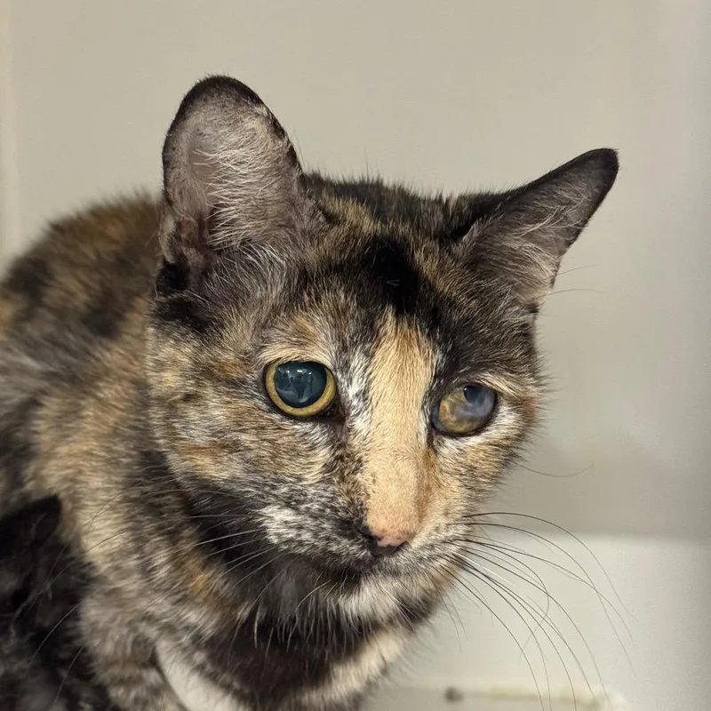 An adult medium-sized female Tortoiseshell Domestic Short Hair cat named Miss Miggles for adoption in Long Beach, CA